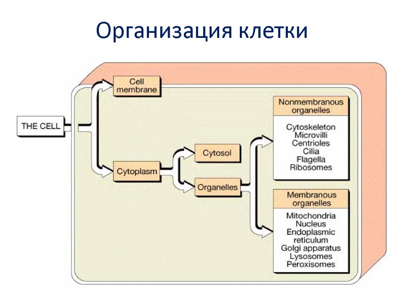 Организация клетки